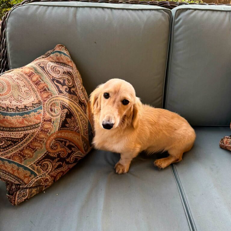 Creme of the Crop Miniature Dachshund Male Puppy For Sale Sully 6