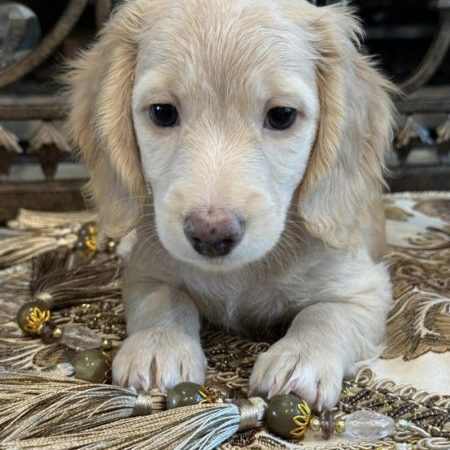 Creme of the Crop Miniature Dachshunds Sunny 2