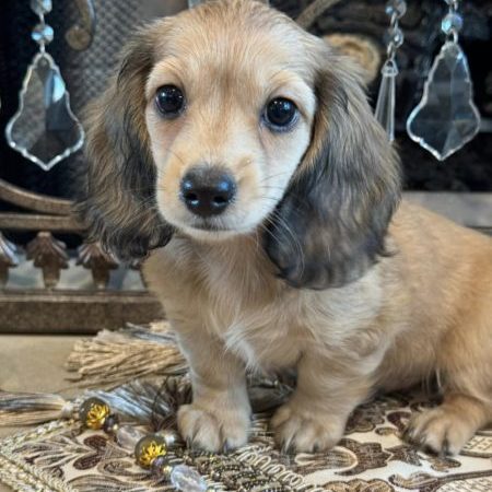 Creme of the Crop Miniature Dachshunds Tater 1