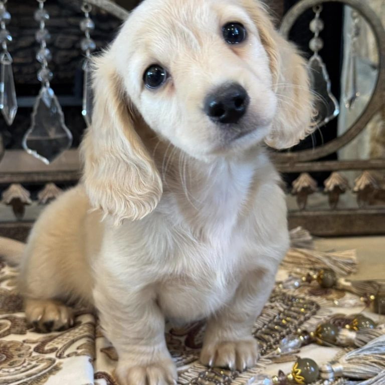 Creme of the Crop Miniature English Cream Dachshund Puppy - Waffles 5