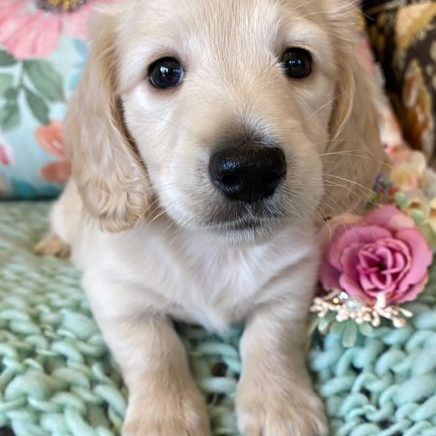 Creme of the Crop Miniature Dachshunds Cream Puppy Butters Alfie 1