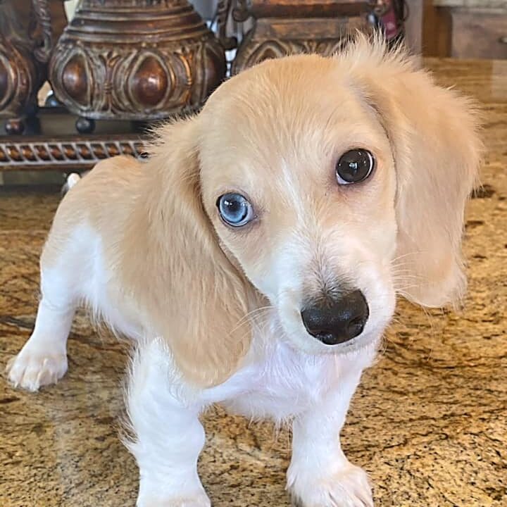 Crème of the Crop English Cream Miniature Dachshunds