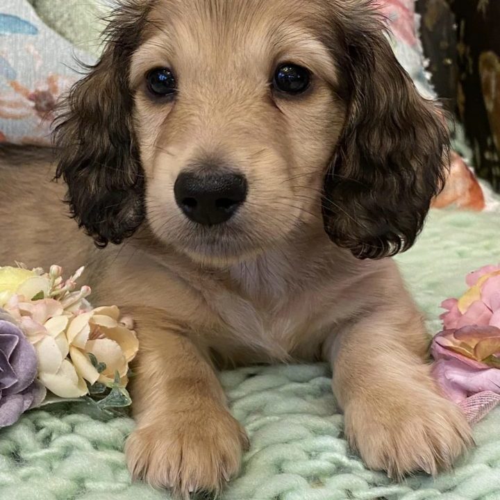 Creme of the Crop Miniature Dachshunds Shaded Cream Puppy Bodie 6