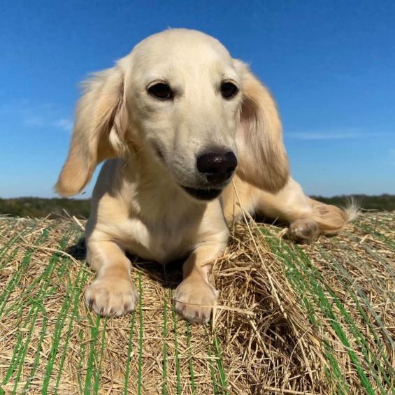 english cream miniature dachshund puppy breeder elsa flurry