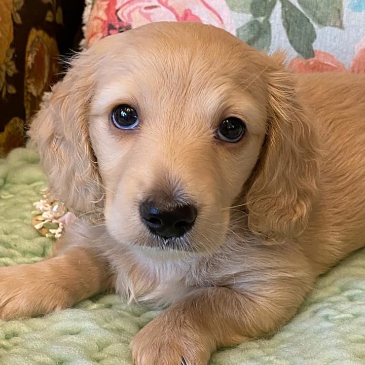 Creme of the Crop Miniature Dachshunds Cream Puppy Butters Florence 6