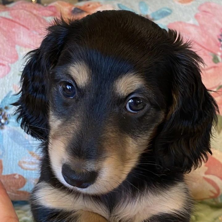 Creme of the Crop Miniature Dachshunds Shaded Cream Puppy Frank 3