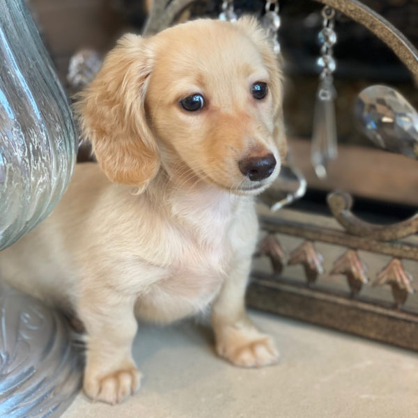 Crème of the Crop English Cream Miniature Dachshunds - Lemon