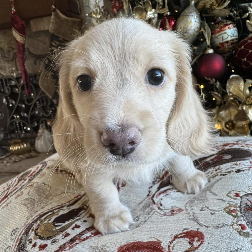 English Cream Miniature Dachshund Puppy Lennie