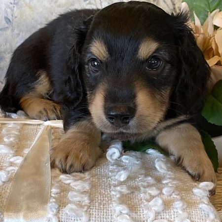 Creme of the Crop Miniature Dachshund Puppy - Lenny 6