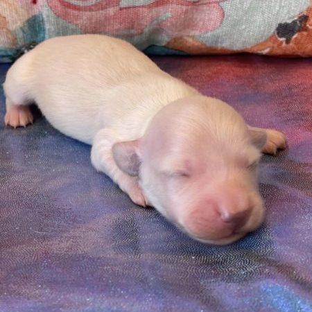 Creme of the Crop Dachshund Puppies - Available Male Cream Puppy Luca 5
