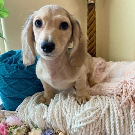 Crème of the Crop Dachshunds English Cream Miniature Dachshund Pryse 6