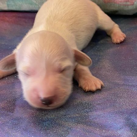 Creme of the Crop Dachshund Puppies - Available Male Cream Puppy Romeo 1