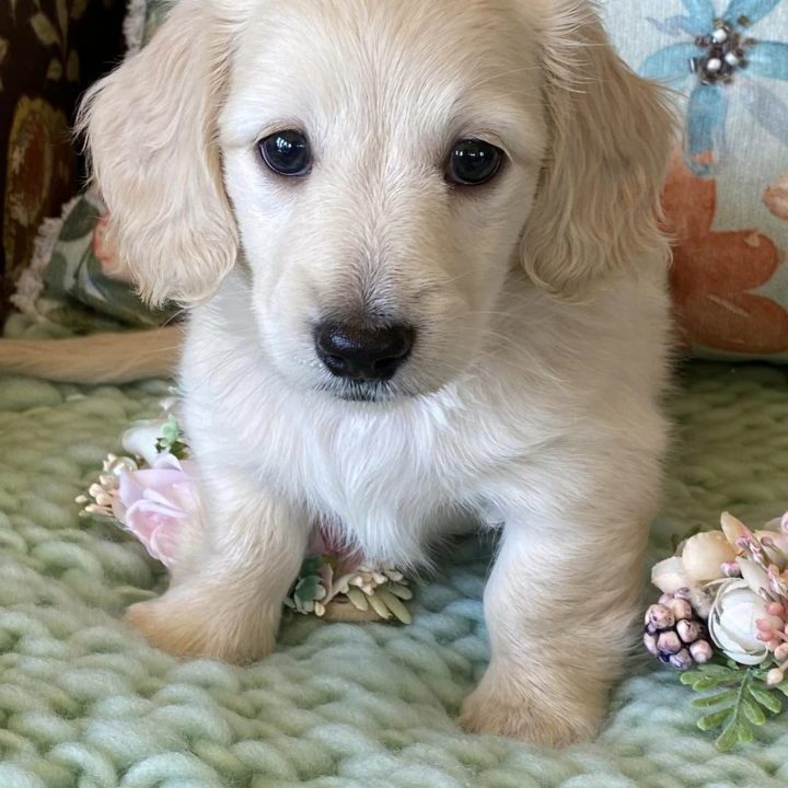 Creme of the Crop Miniature Dachshunds Cream Puppy Butters Shelby 2