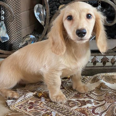 Creme of the Crop Miniature Dachshunds Breeder Tenly Mae