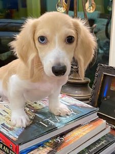 english cream miniature dachshund puppy breeder biscoti
