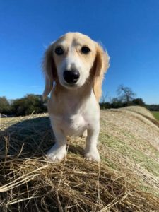 english cream miniature dachshund puppy breeder biscotti