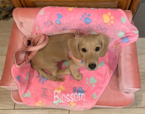 Creme of the Crop Miniature Dachshund Puppy Testimonial Review - Blossom