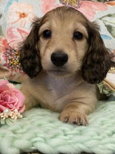 Creme of the Crop Miniature Dachshunds Shaded Cream Puppy Bodie 1