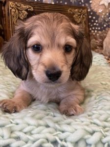 Creme of the Crop Miniature Dachshunds Cream Puppy - Butters 1