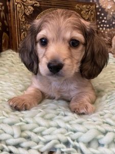 Creme of the Crop Miniature Dachshunds Cream Puppy - Butters 2