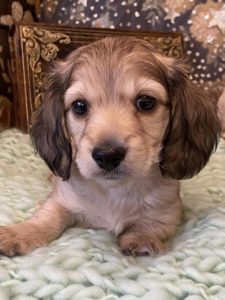 Creme of the Crop Miniature Dachshunds Cream Puppy - Butters 3