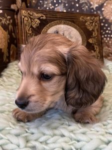 Creme of the Crop Miniature Dachshunds Cream Puppy - Butters 4