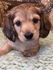 Creme of the Crop Miniature Dachshunds Cream Puppy - Butters 6