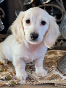 Creme of the Crop Miniature Dachshunds Crystal Frost