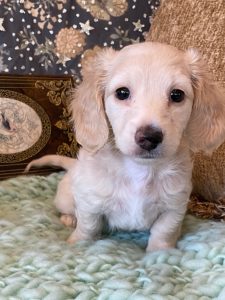Creme of the Crop Miniature Dachshunds Cream Puppy - Daisy 1