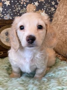 Creme of the Crop Miniature Dachshunds Cream Puppy - Daisy 5