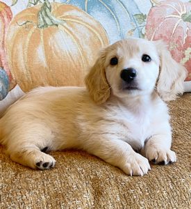 Creme of the Crop Miniature Dachshunds Cream Puppy - Dory 2