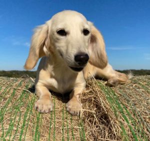 english cream miniature dachshund puppy breeder elsa flurry