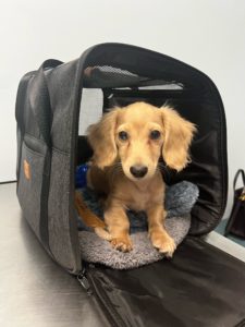 Creme of the Crop Miniature Dachshunds Customer Review - Alfredo from Texas