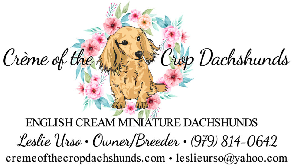 Creme of the Crop Dachshunds - English Cream Miniature Dachshunds