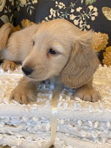 Creme of the Crop Miniature Dachshund Puppy - Finn 10