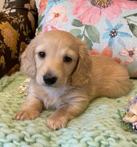 Creme of the Crop Miniature Dachshunds Cream Puppy Butters Florence 2