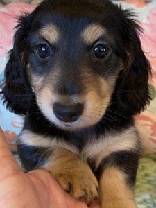 Creme of the Crop Miniature Dachshunds Shaded Cream Puppy Frank 1