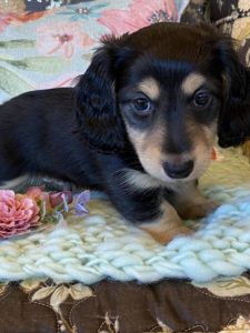 Creme of the Crop Miniature Dachshunds Shaded Cream Puppy Frank 2