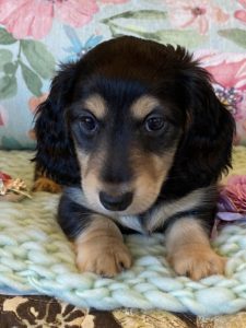 Creme of the Crop Miniature Dachshunds Shaded Cream Puppy Frank 4