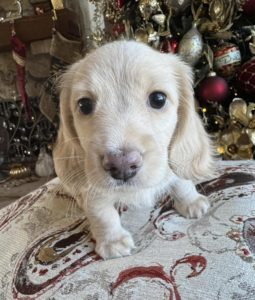 English Cream Miniature Dachshund Puppy Lennie