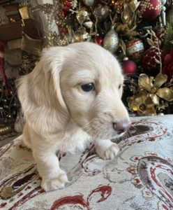 English Cream Miniature Dachshund Puppy Lennie 2