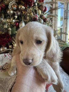 English Cream Miniature Dachshund Puppy Lennie 3