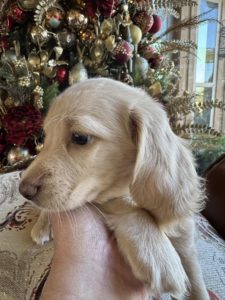 English Cream Miniature Dachshund Puppy Lennie 4