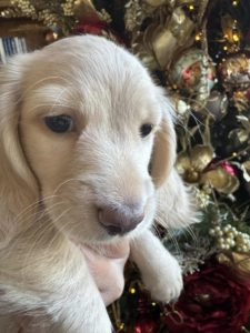 English Cream Miniature Dachshund Puppy Lennie 5