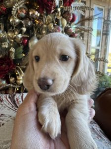 English Cream Miniature Dachshund Puppy Lennie 6