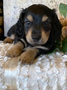 Creme of the Crop Miniature Dachshund Puppy - Lenny 1