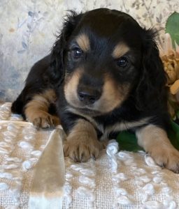 Creme of the Crop Miniature Dachshund Puppy - Lenny 2