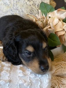 Creme of the Crop Miniature Dachshund Puppy - Lenny 3