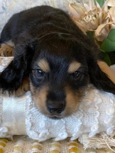 Creme of the Crop Miniature Dachshund Puppy - Lenny 4