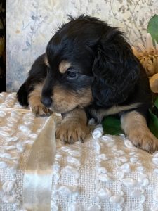 Creme of the Crop Miniature Dachshund Puppy - Lenny 5